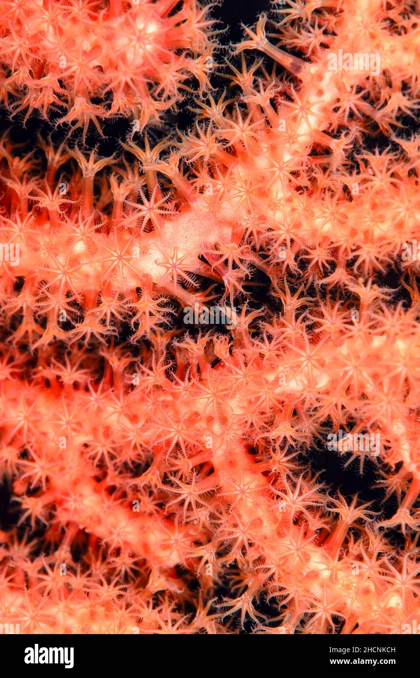 Polipi per ventilatori di mare, Plexauridae, Alor, Nusa Tenggara, Indonesia, Pacifico Foto Stock