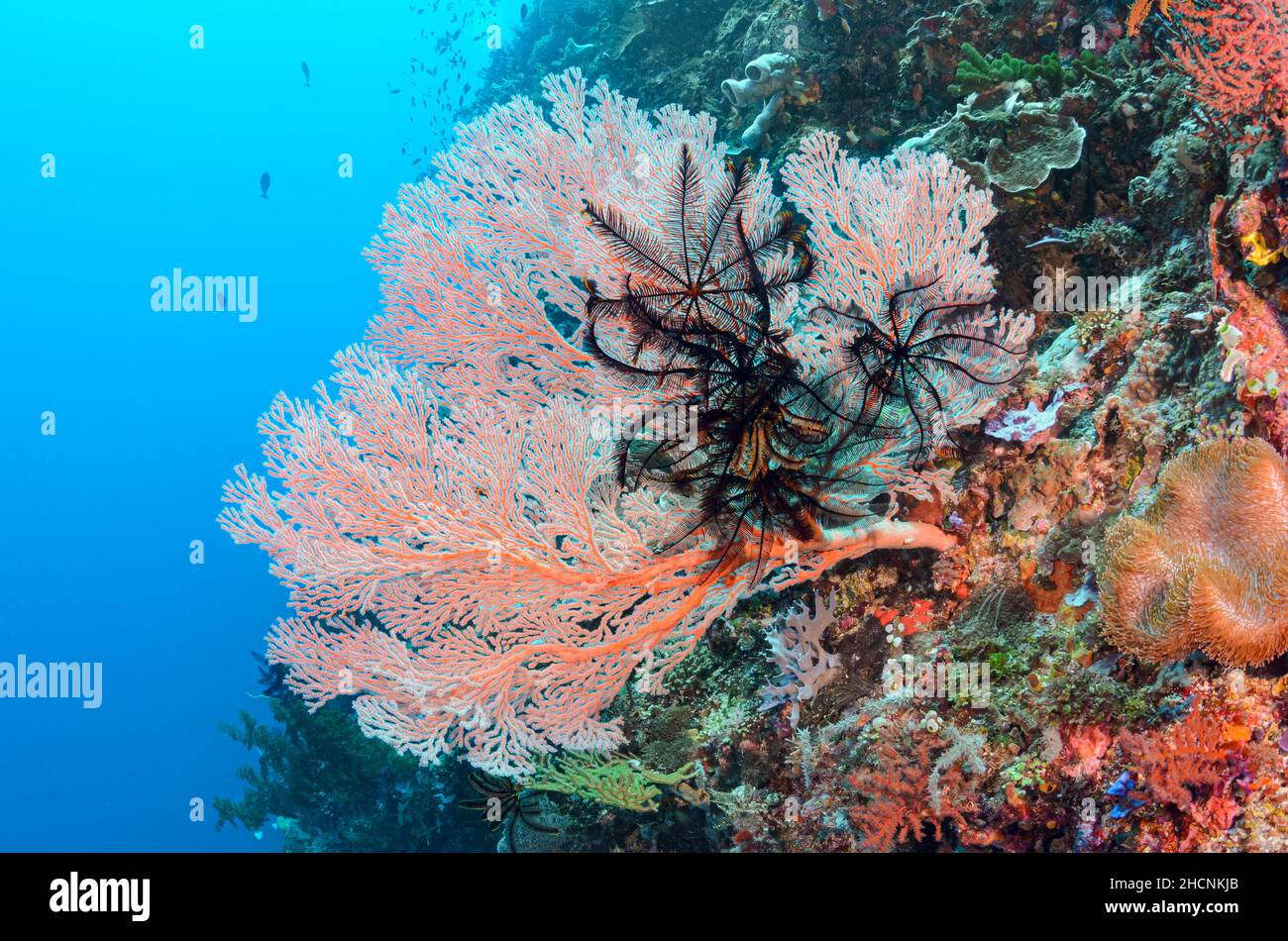 Fan del mare, Melithaea sp., con stelle di piuma, Basiletra boschmai , Alor, Nusa Tenggara, Indonesia, Pacifico Foto Stock