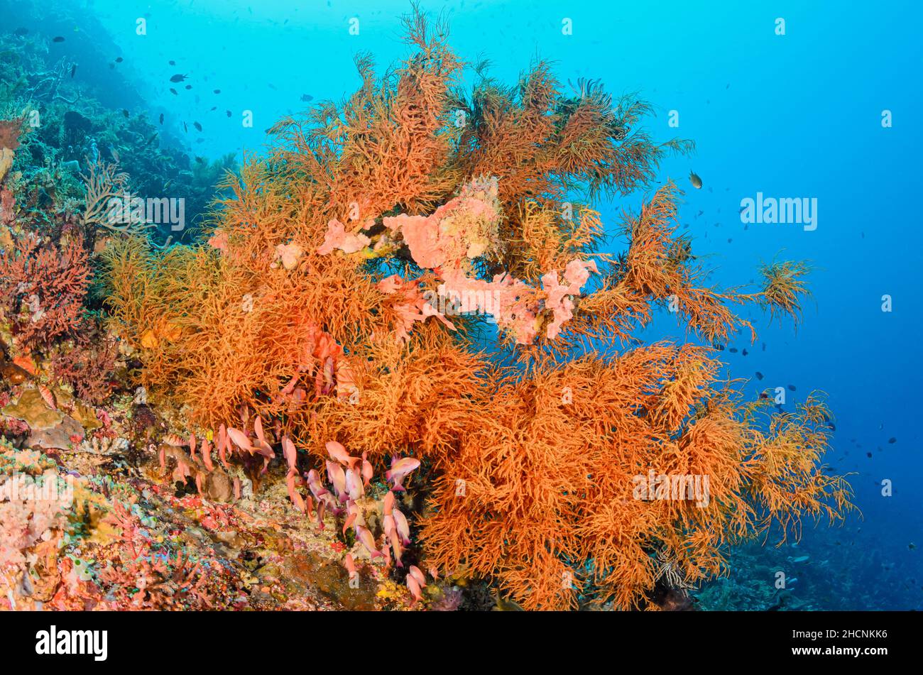 Corallo nero, Antipathes sp., Alor, Nusa Tenggara, Indonesia, Pacifico Foto Stock