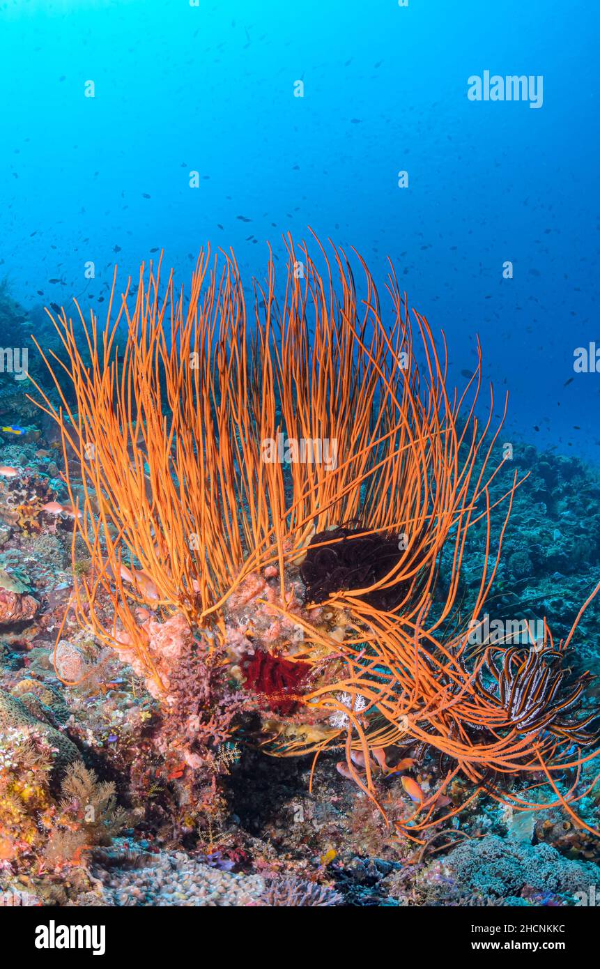 Fruste marine, Ellisella ceratophyta, Alor, Nusa Tenggara, Indonesia, Pacifico Foto Stock
