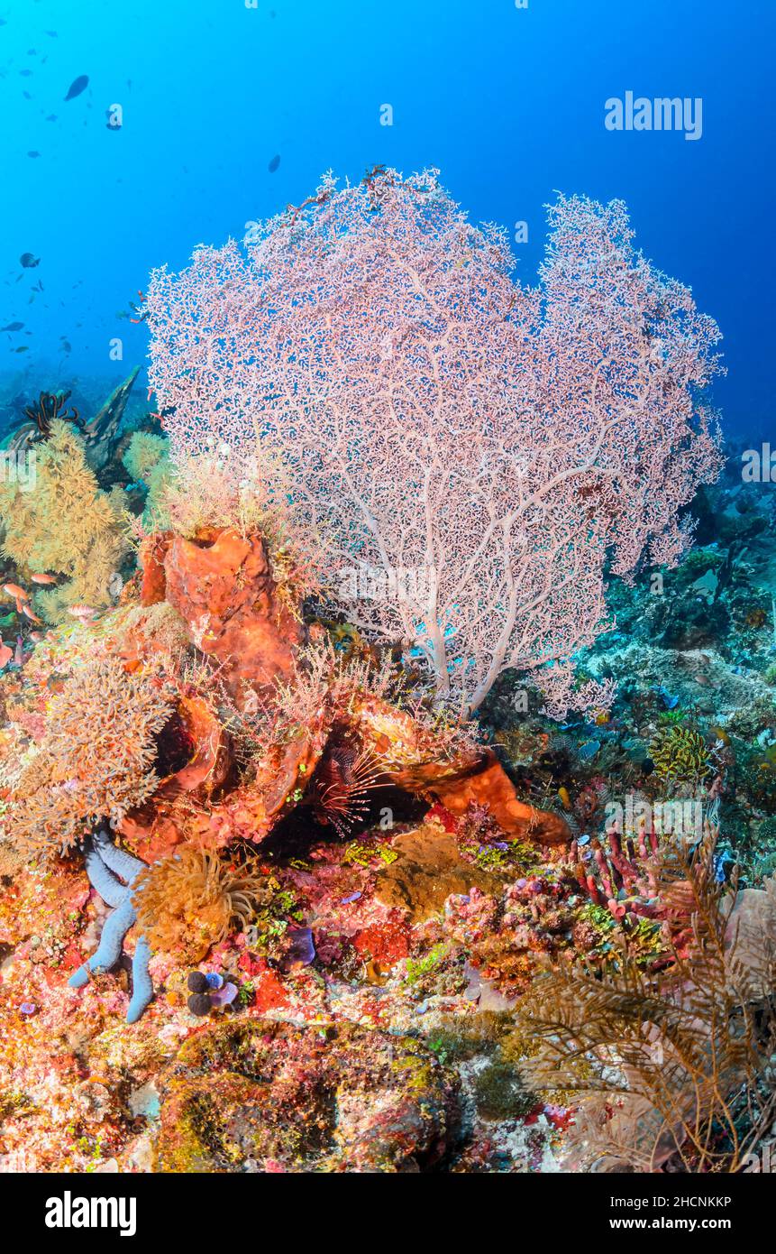 Sea fan, Muricella paraplectana, Alor, Nusa Tenggara, Indonesia, Pacifico Foto Stock