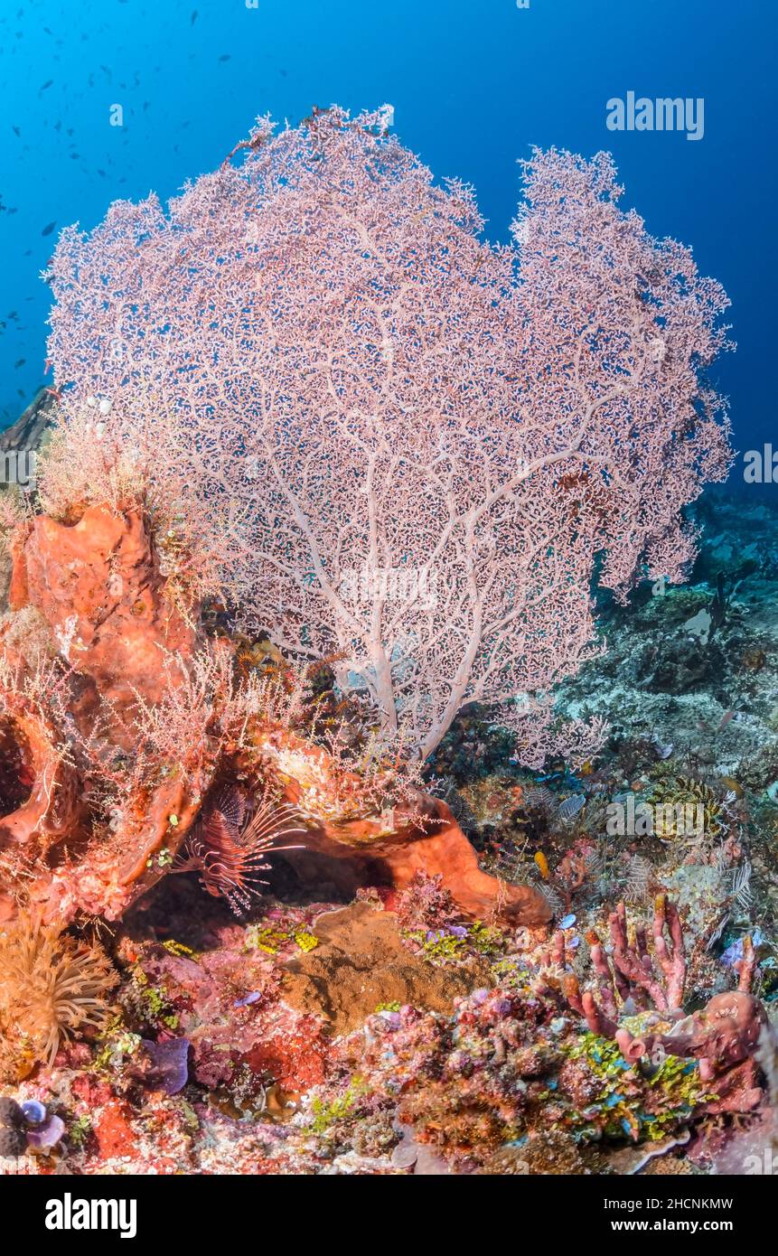Sea fan, Muricella paraplectana, Alor, Nusa Tenggara, Indonesia, Pacifico Foto Stock