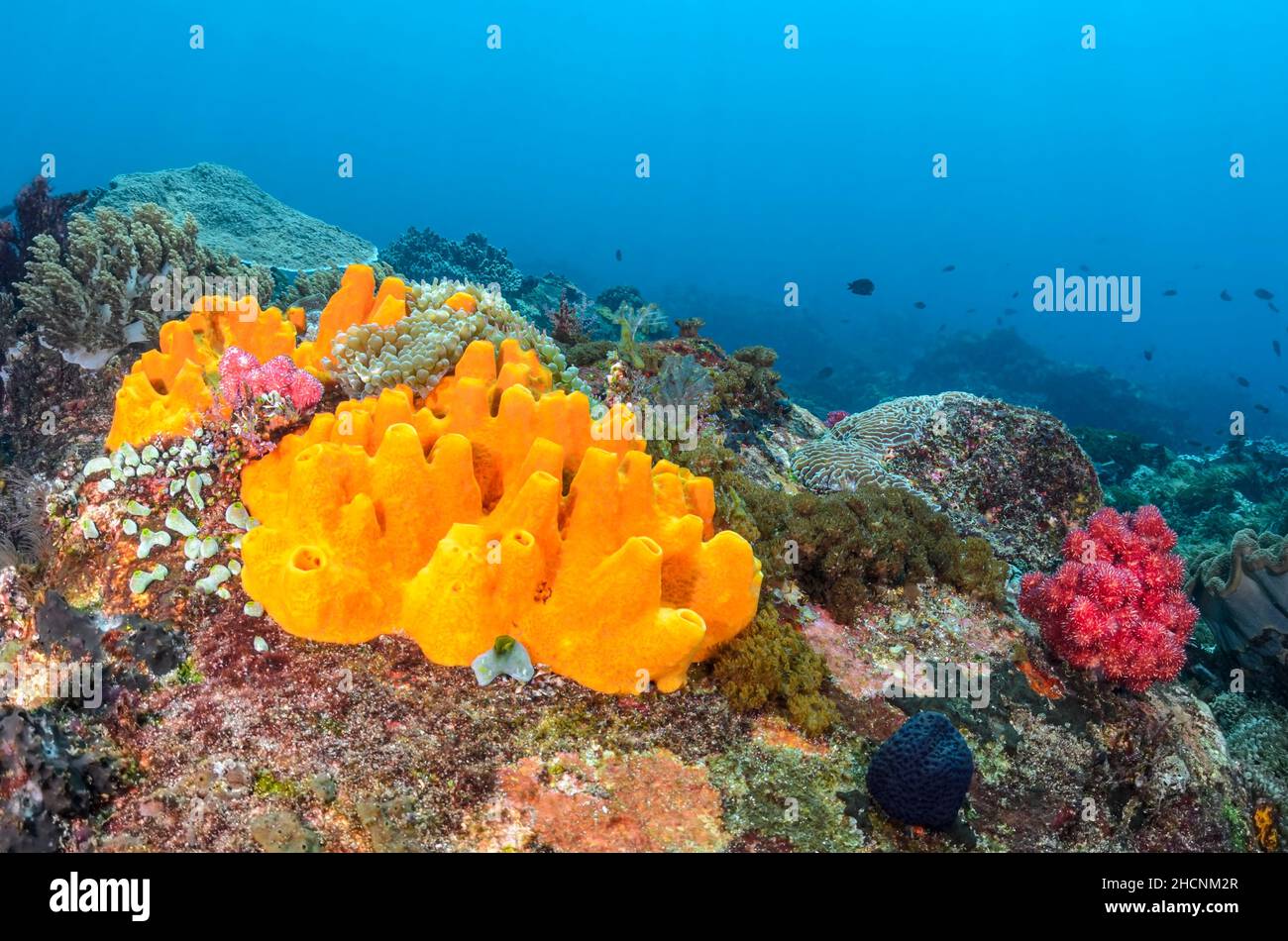 Spugna per tubi, Oceanapia sp., Alor, Nusa Tenggara, Indonesia, Pacifico Foto Stock