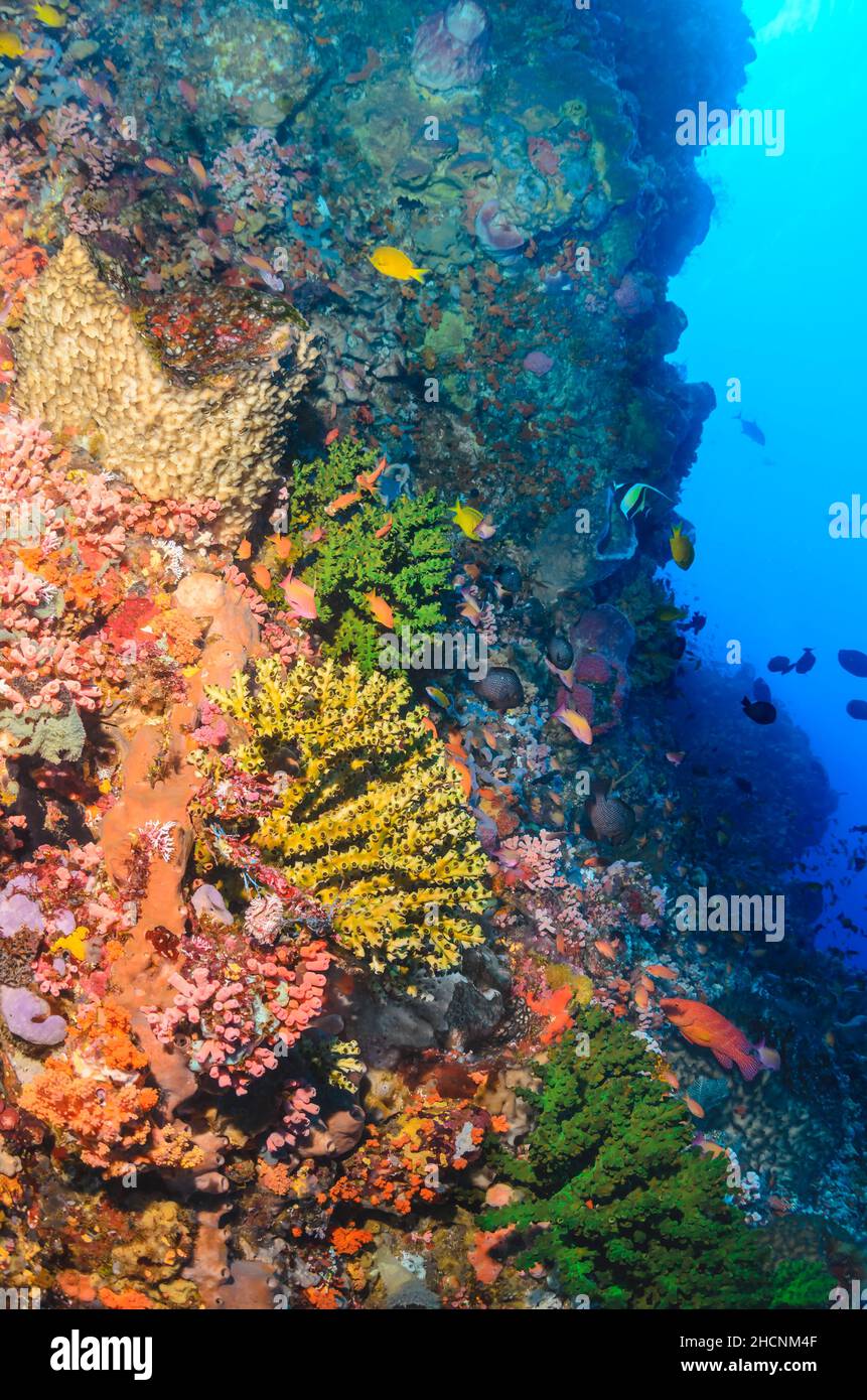 Scena della scogliera con corallo solare nero, Tubastraea micranthus, Alor, Nusa Tenggara, Indonesia, Pacifico Foto Stock