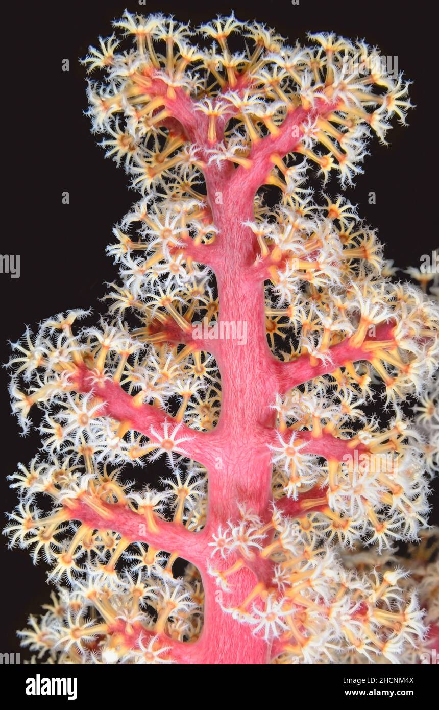 Godefroy's Soft Coral, Sifonogorgia godefroyi, Alor, Nusa Tenggara, Indonesia, Pacifico Foto Stock