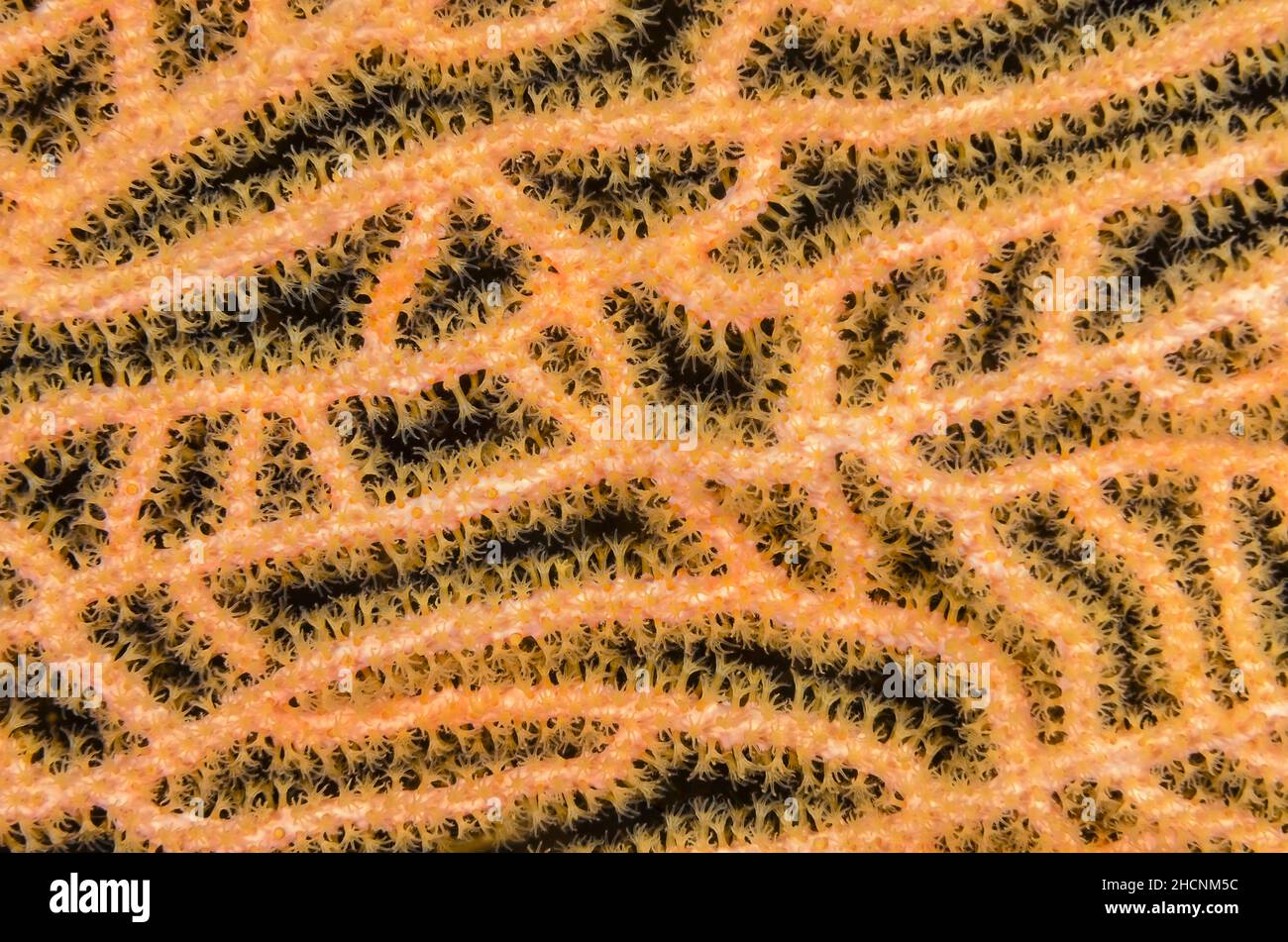Polipi per ventilatori di mare, Plexauridae, Alor, Nusa Tenggara, Indonesia, Pacifico Foto Stock