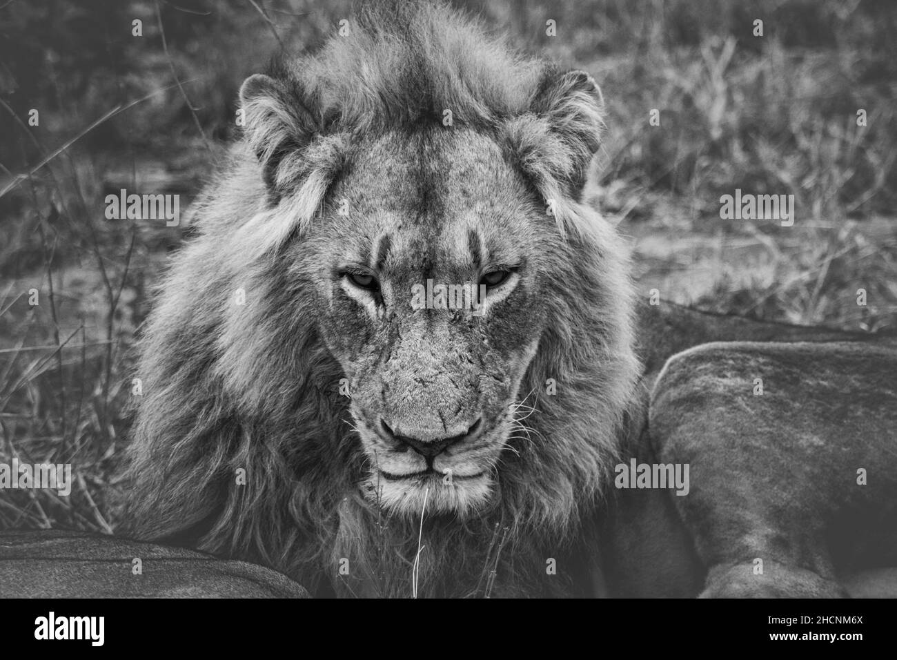 Il leone che vi staring - Sudafrica 2018 Foto Stock