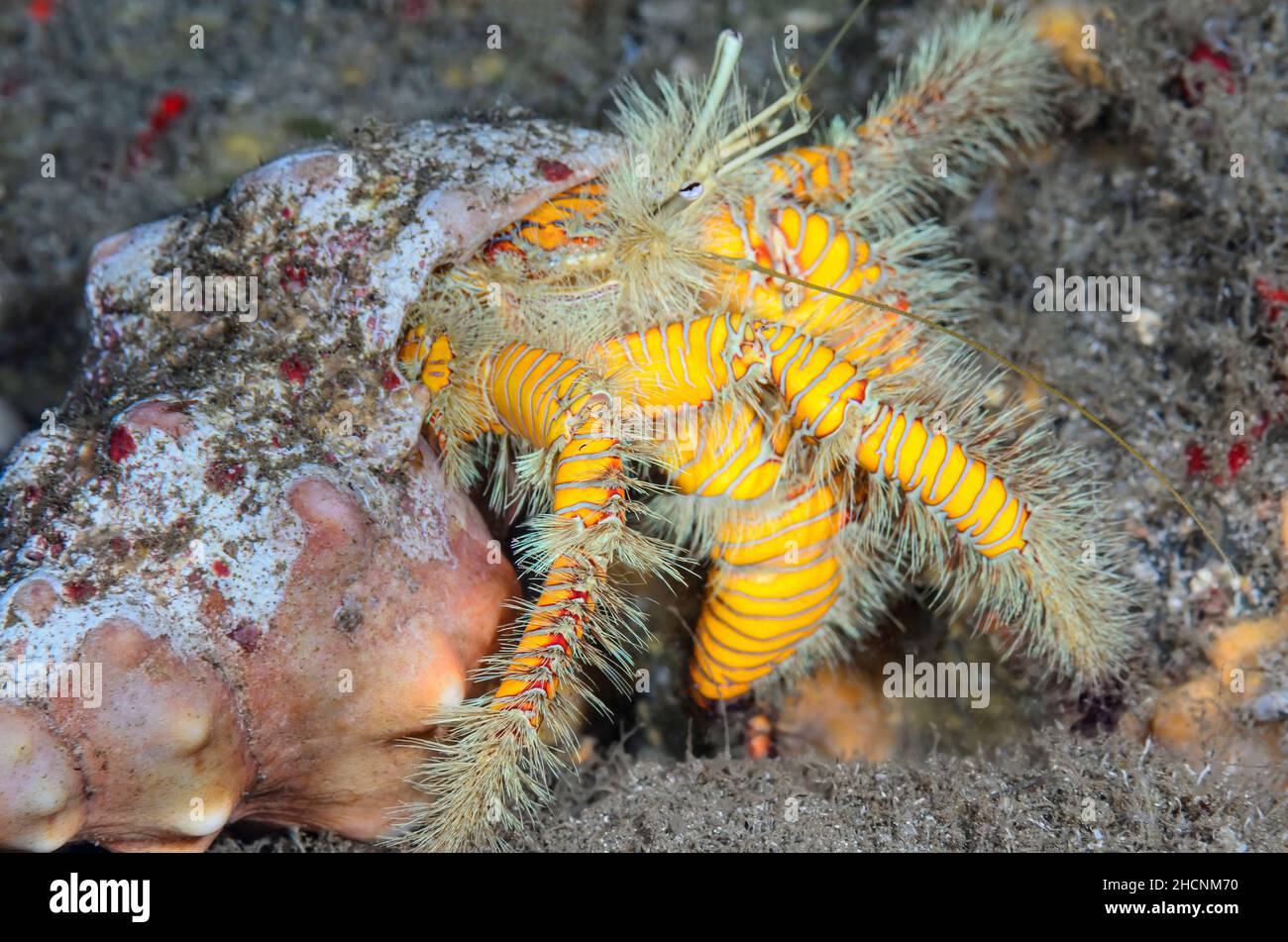 Granchio giallo di eremita peloso, Aniculus maximus, Alor, Nusa Tenggara, Indonesia, Pacifico Foto Stock