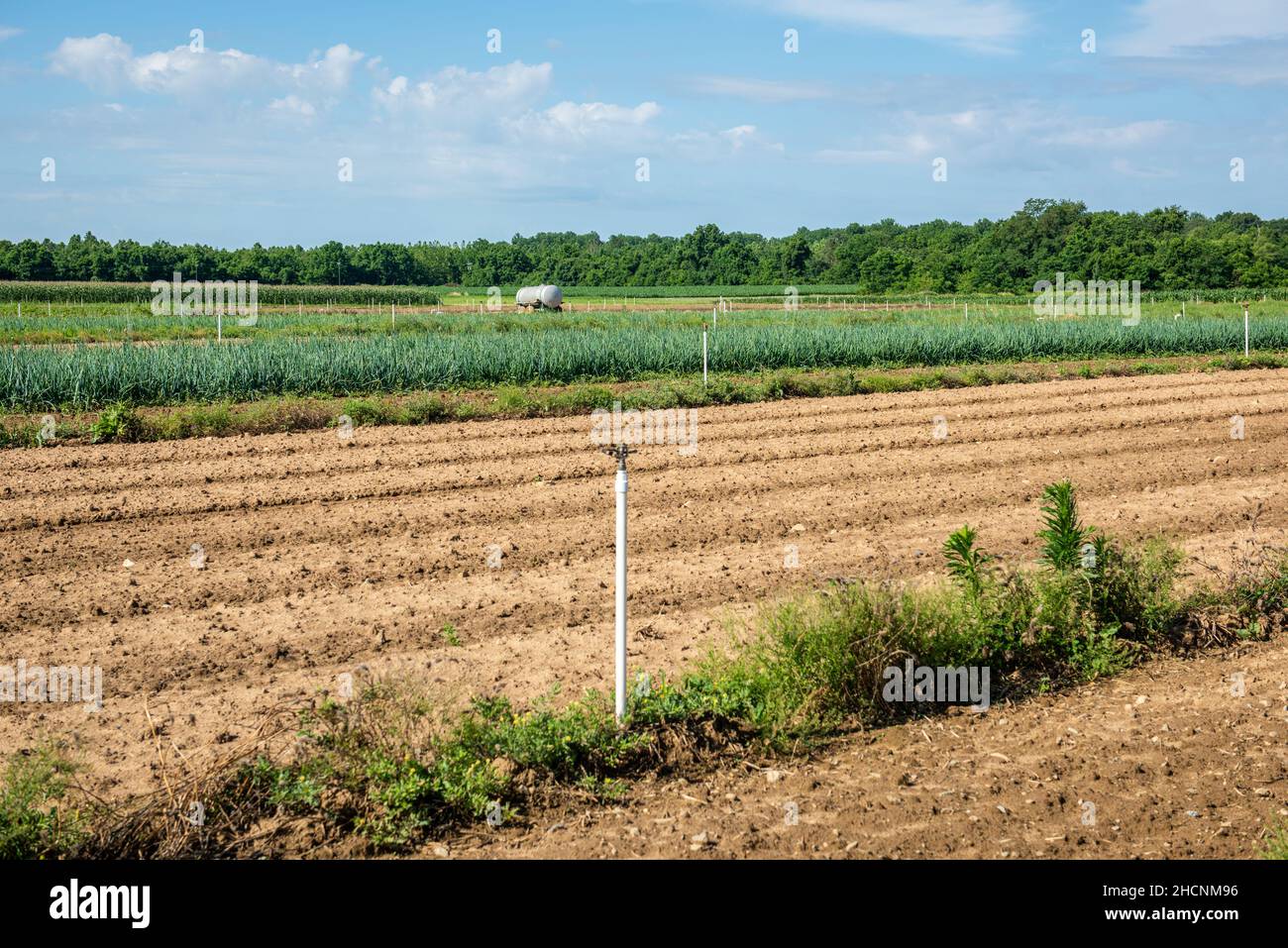 Vista larga di un campo irrigato Foto Stock