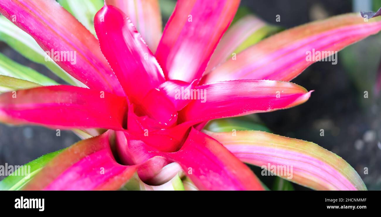 Primo piano di colorate piante di Bromeliad nel giardino botanico Foto Stock