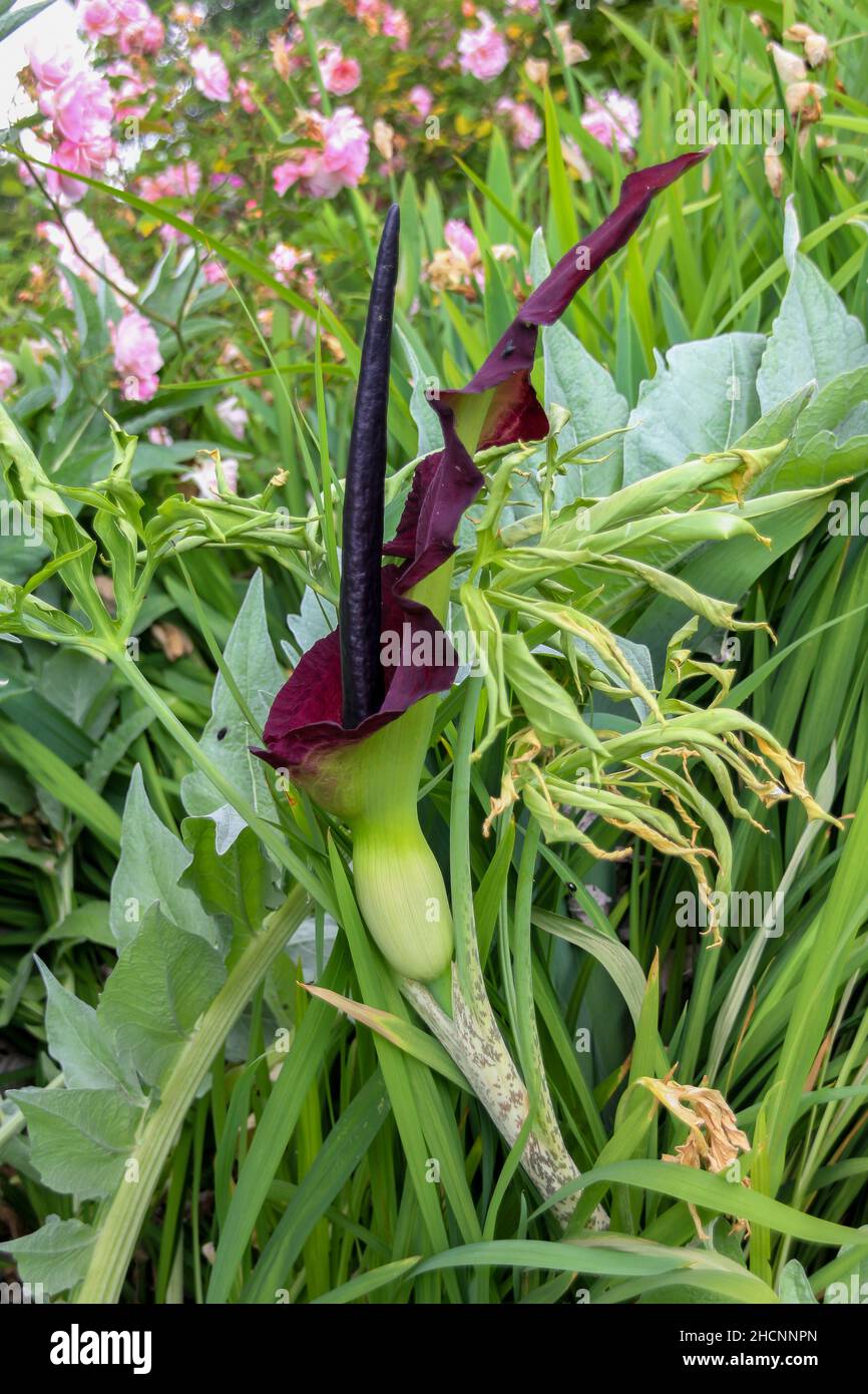 Giglio del drago (Dracunculus vulgaris) in primo piano Foto Stock