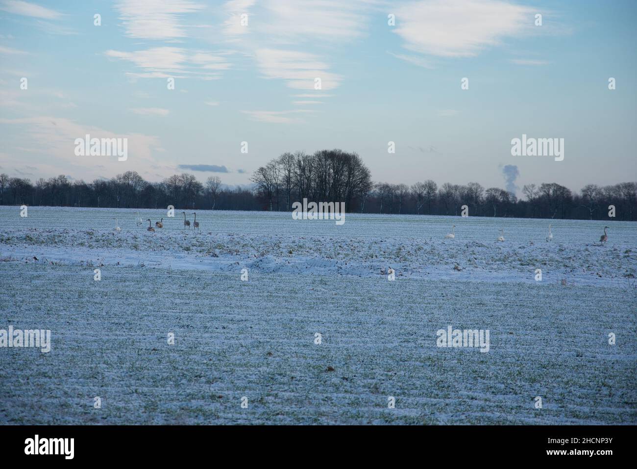 Vista dei cigni in un campo ghiacciato Foto Stock