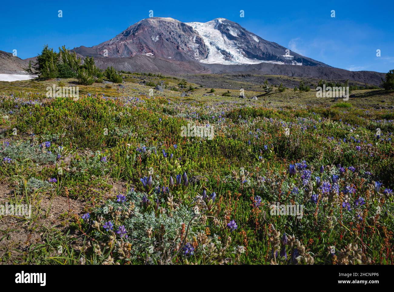 WA19970-00...WASHINGTON - fine del prato estivo con blu genziana che bionda tra i lupini alpini all'High Camp nel Mt. Adams Wilderness. Foto Stock