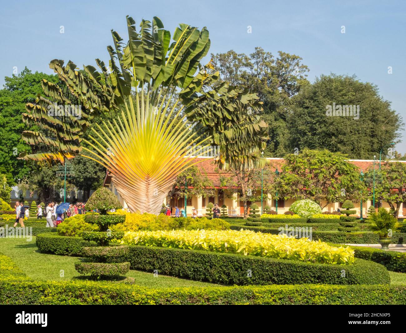 Bella palma ventilatore nel giardino del Palazzo reale - Phnom Penh, Cambogia Foto Stock