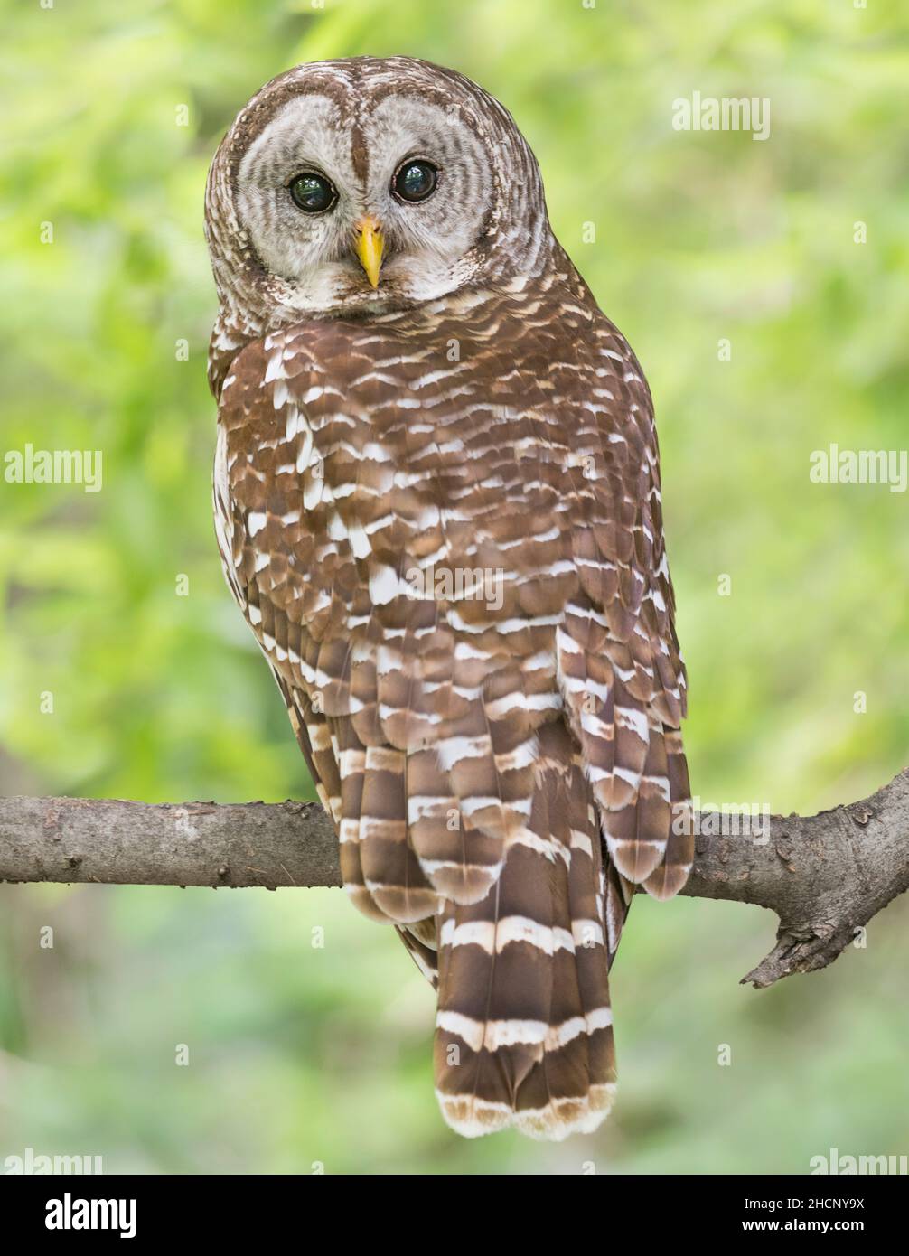 Ritratto di un maschio Barred Owl arroccato su un ramo di albero. Questo maschio Barred gufo stava sorvegliando i suoi tre galli del bambino in un nido mentre il gufo della lama era via. Foto Stock