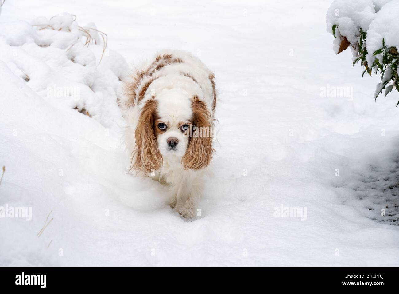 Issaquah, Washington, Stati Uniti. Cavalier re Charles Spaniel, Mandy, camminando nella neve. (PR) Foto Stock