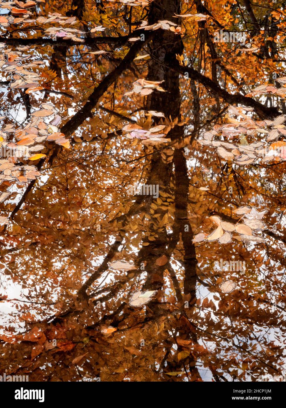 USA, New Hampshire, White Mountains, North Woodstock, riflessi autunnali e foglie galleggianti Foto Stock