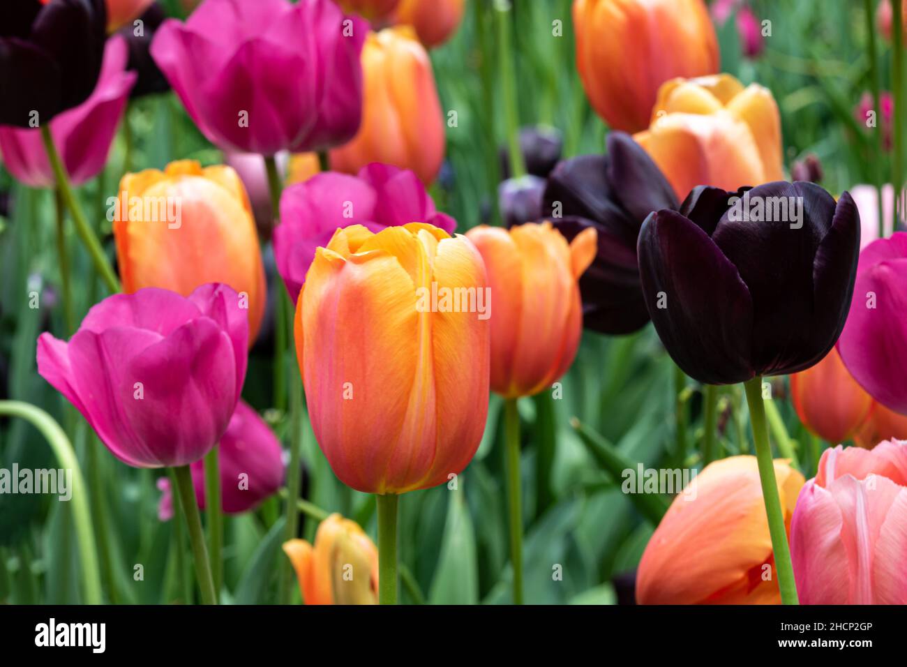 Primo piano di tulipani, ampia varietà di colori. Piante verdi sullo sfondo. Missouri Botanical Garden, St. Louis, Missouri. Foto Stock