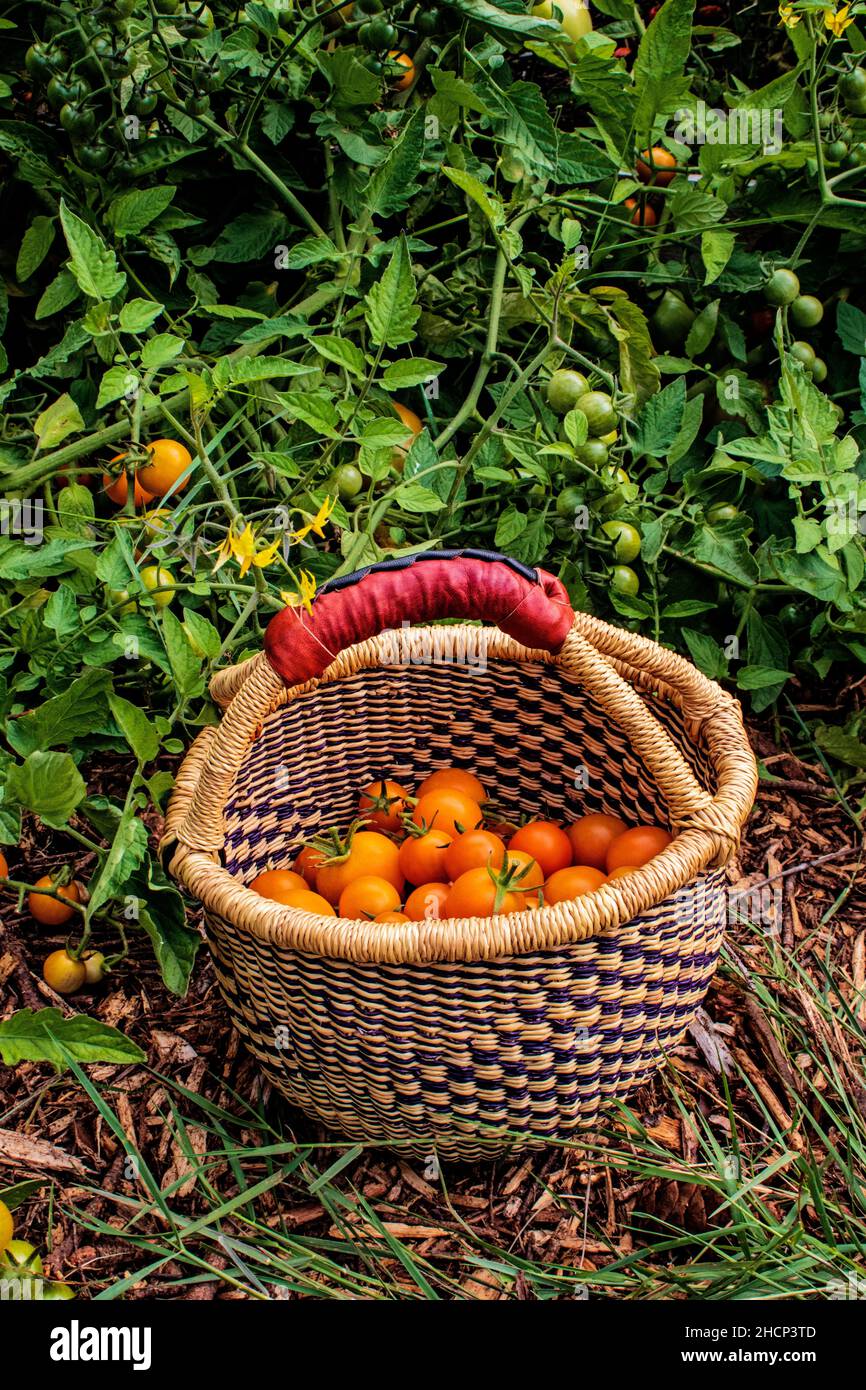 Cestino di pomodori nel giardino di fine estate Foto Stock