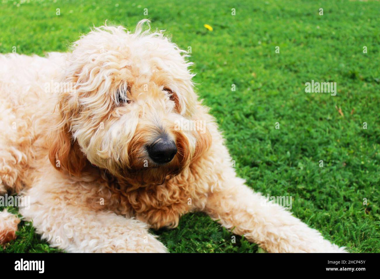 Goldendoodle che giace nell'erba Foto Stock