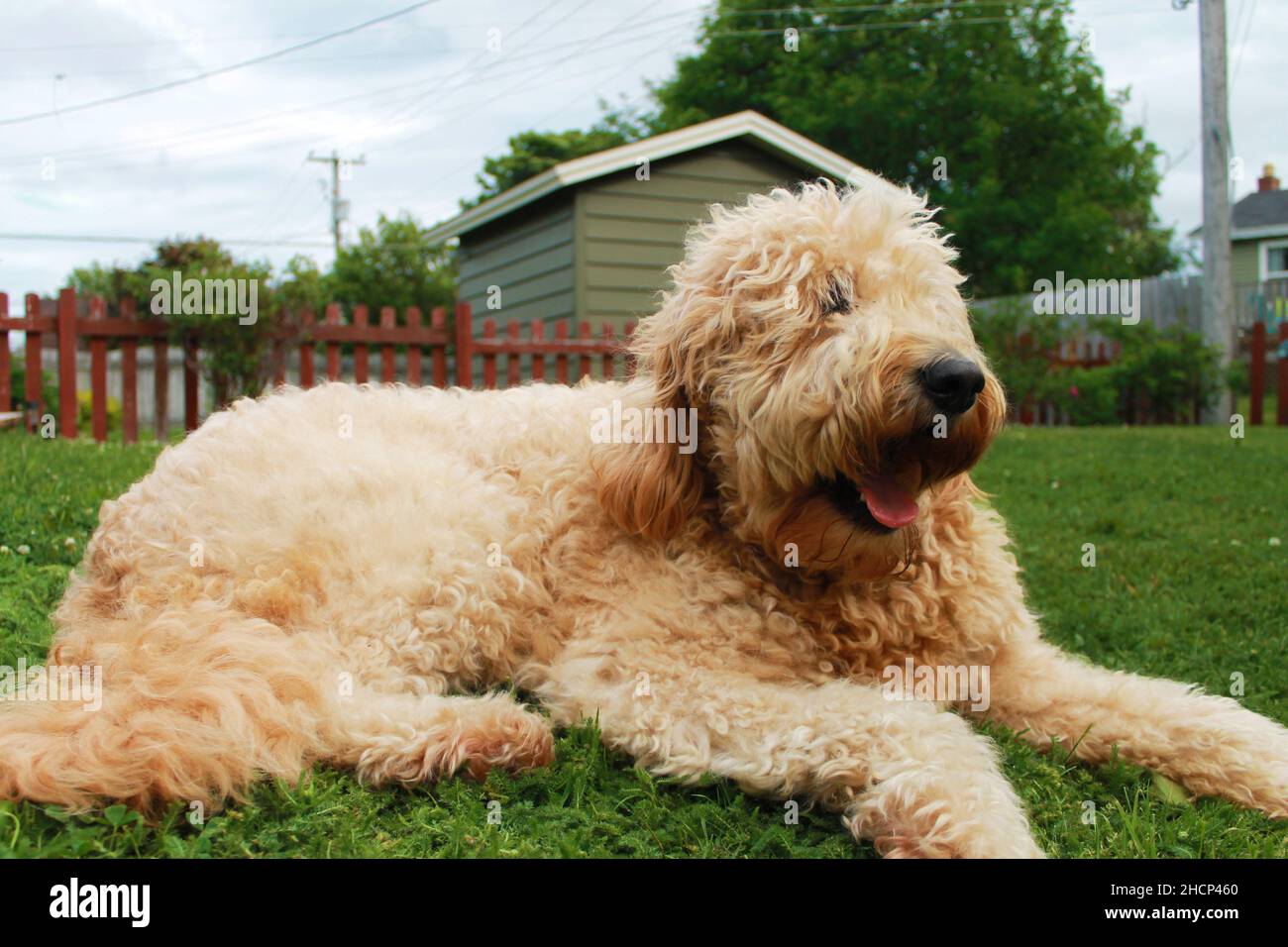 Goldendoodle che giace nell'erba Foto Stock