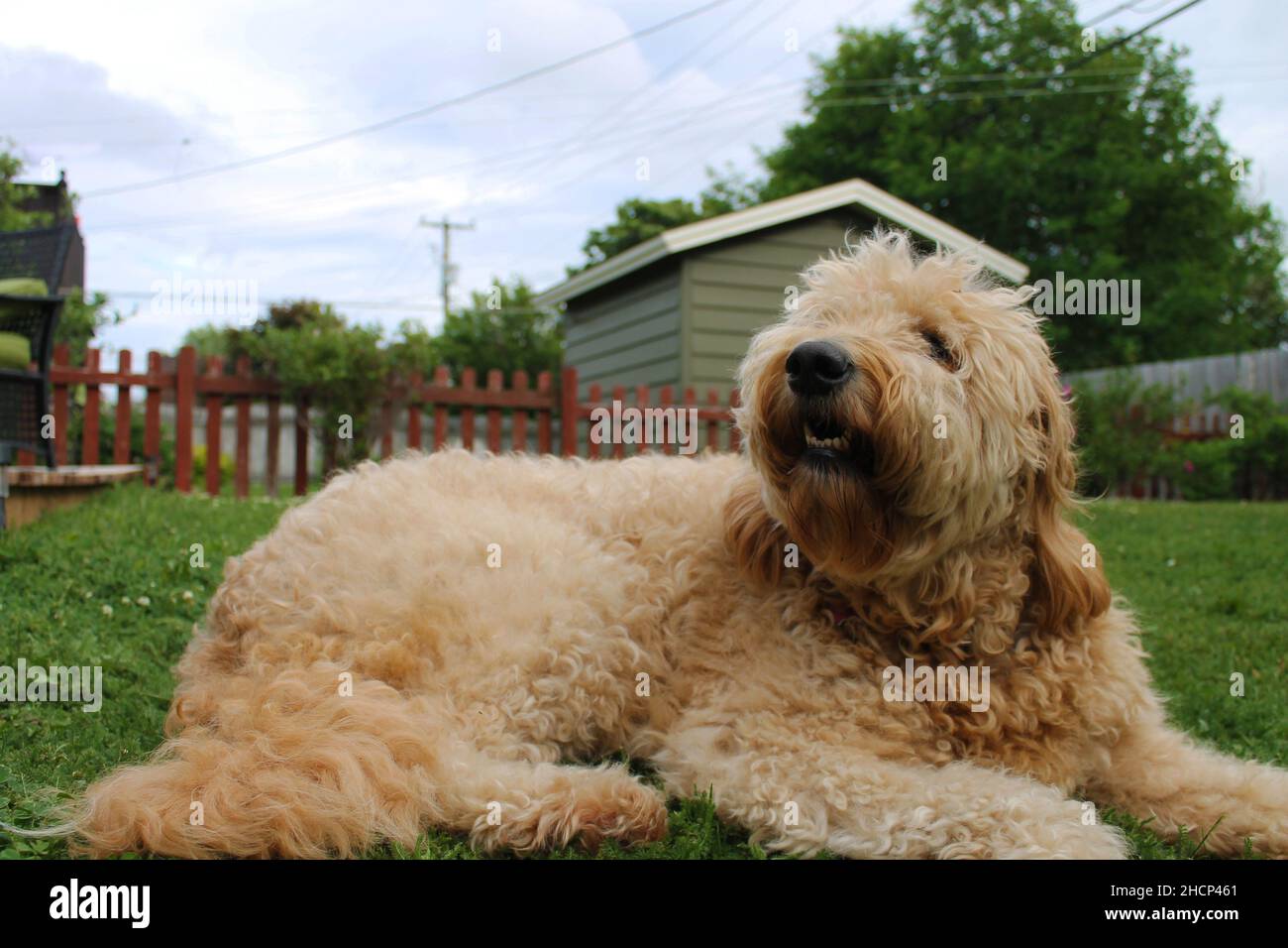 Goldendoodle che giace nell'erba Foto Stock