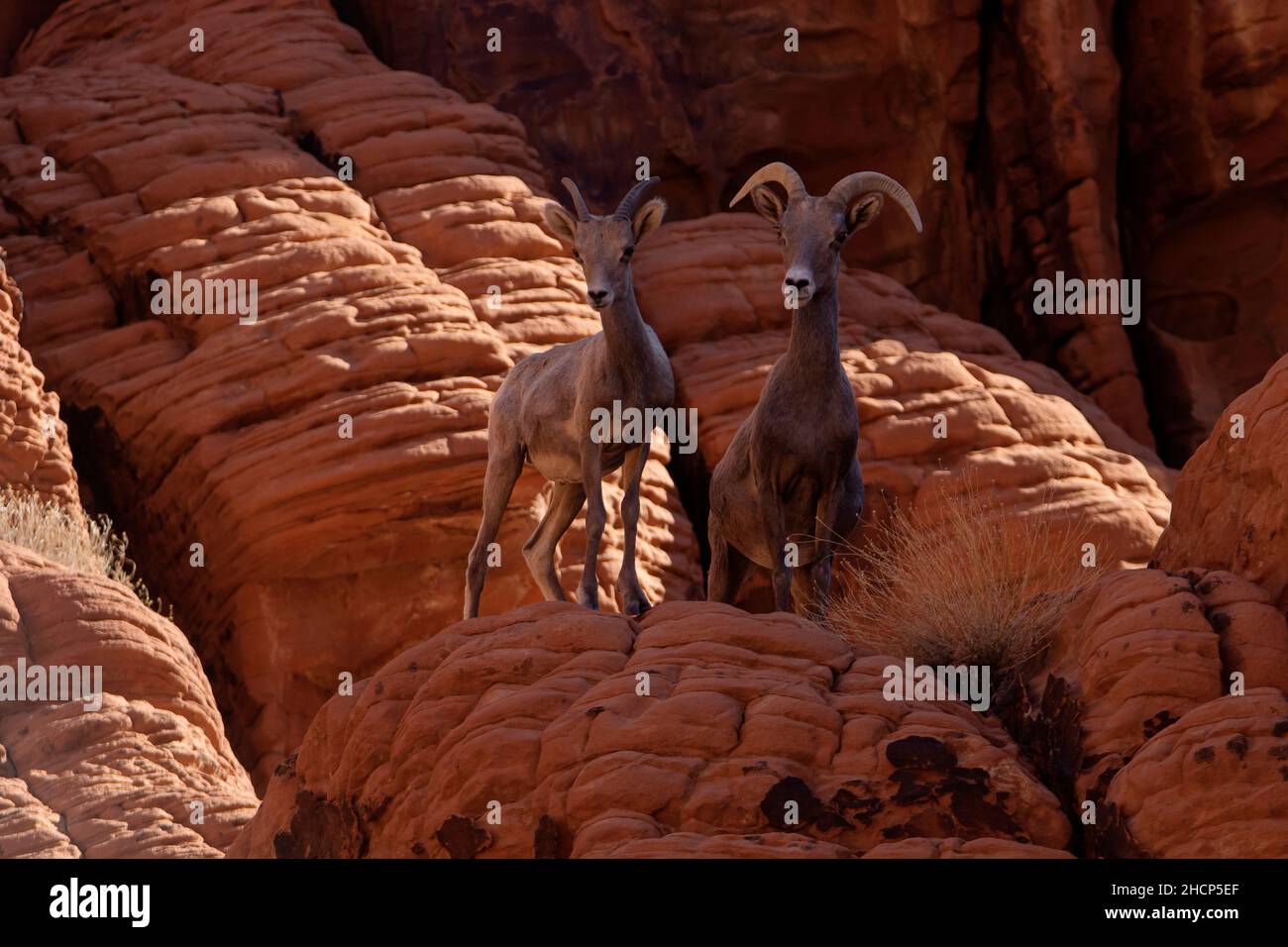 Pecora di roccia Foto Stock