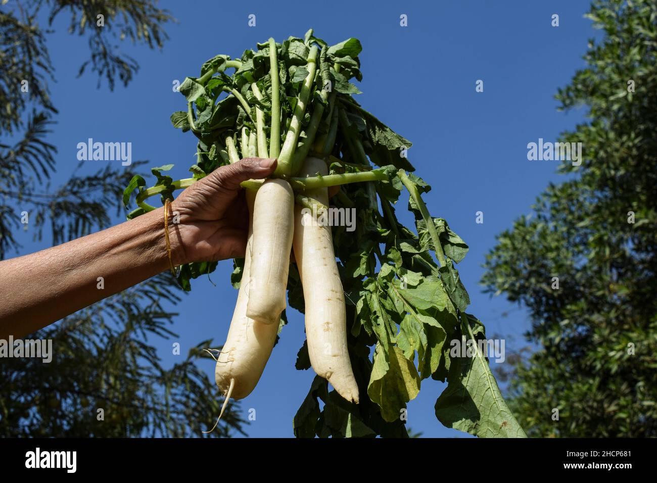 Donna che tiene fresco White Rasth radice verdure pucked raccolto con il suo mazzo di foglie. Verdure biologiche indiane fresche su azzurro cielo Foto Stock