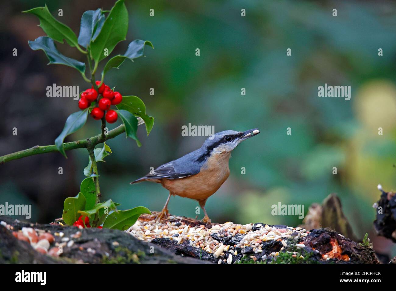 Nuthatch Eurasiano che raccoglie i dadi per la cache Foto Stock