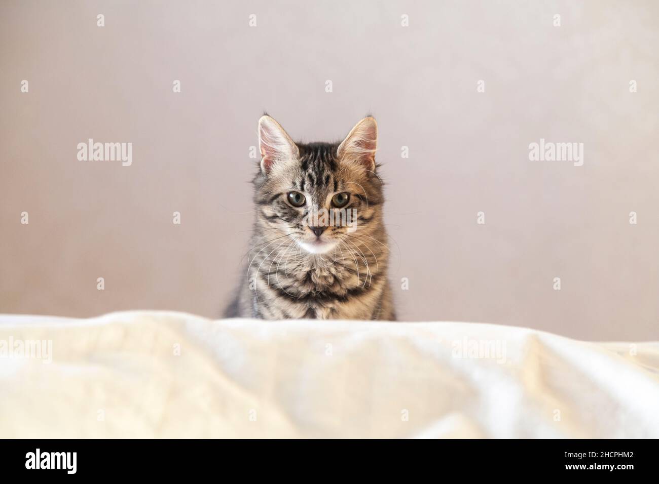 Un carino gattino di sei mesi che schiocca è testa in su alla fine di un letto Foto Stock