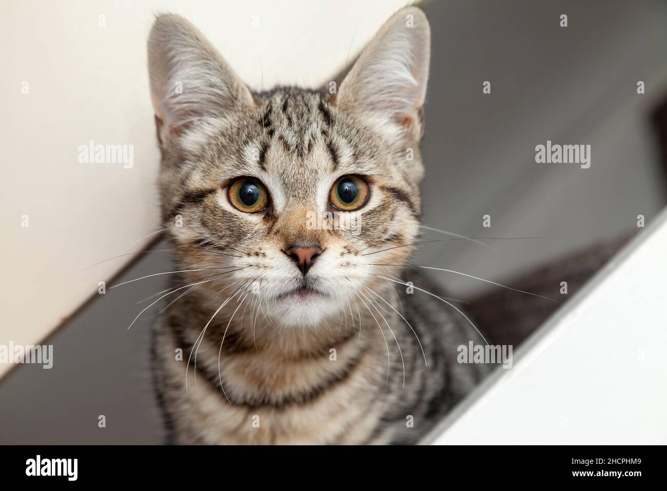 Un gattino giovane di sei mesi che si spezza attraverso una rampa di scale. Foto Stock