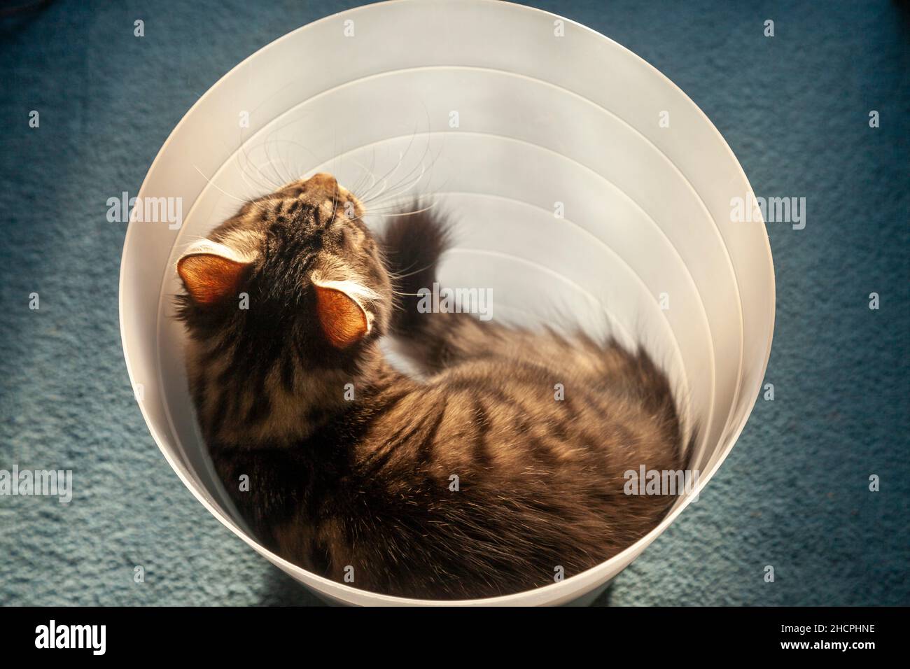 Un gattino carino seduto all'interno di un vassoio di carta per ufficio Foto Stock