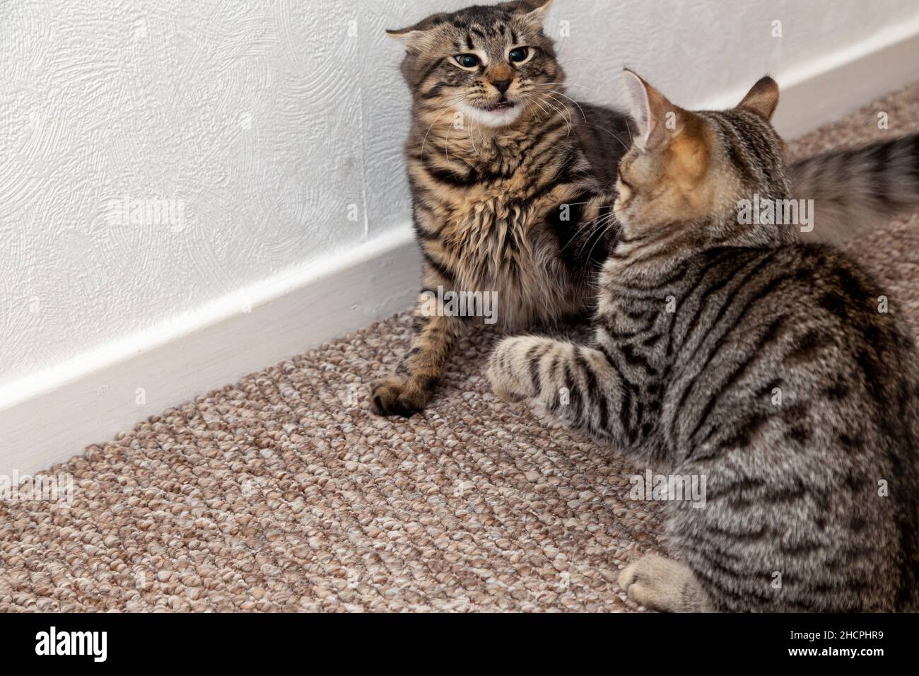 Due gattini giocano combattendo all'interno Foto Stock