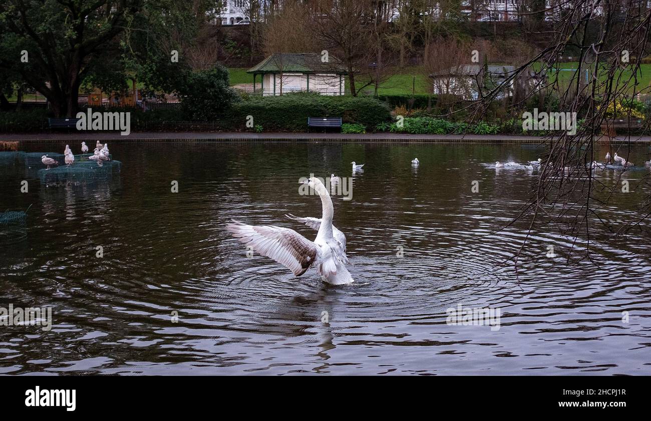Brighton UK 31st Dicembre 2021 - Un cigno decilla dal Queens Park stagno a Brighton su una mattinata noiosa come estremamente mite ma il tempo overcast è previsto per il nuovo anno in Gran Bretagna: Credit Simon Dack / Alamy Live News Foto Stock