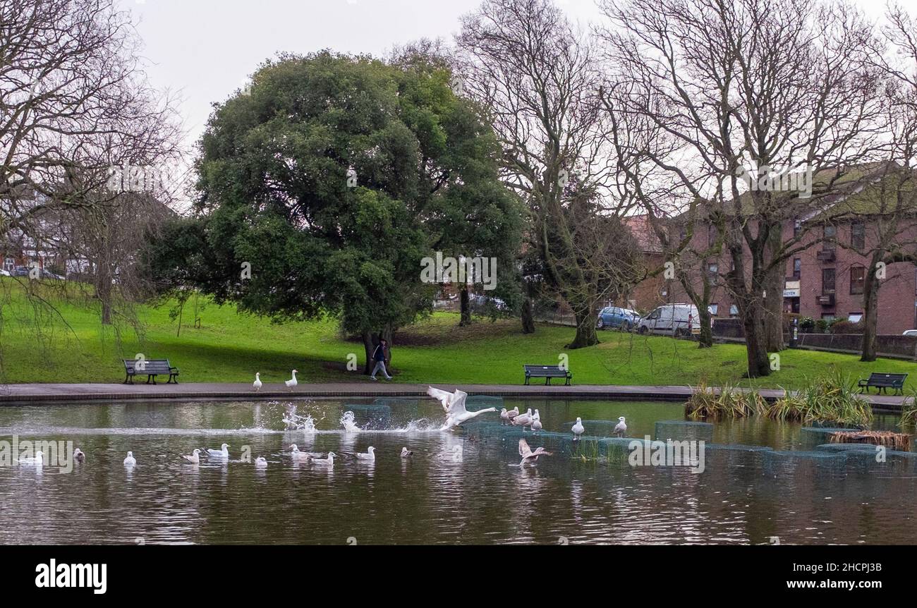 Brighton UK 31st Dicembre 2021 - Un cigno decilla dal Queens Park stagno a Brighton su una mattinata noiosa come estremamente mite ma il tempo overcast è previsto per il nuovo anno in Gran Bretagna: Credit Simon Dack / Alamy Live News Foto Stock