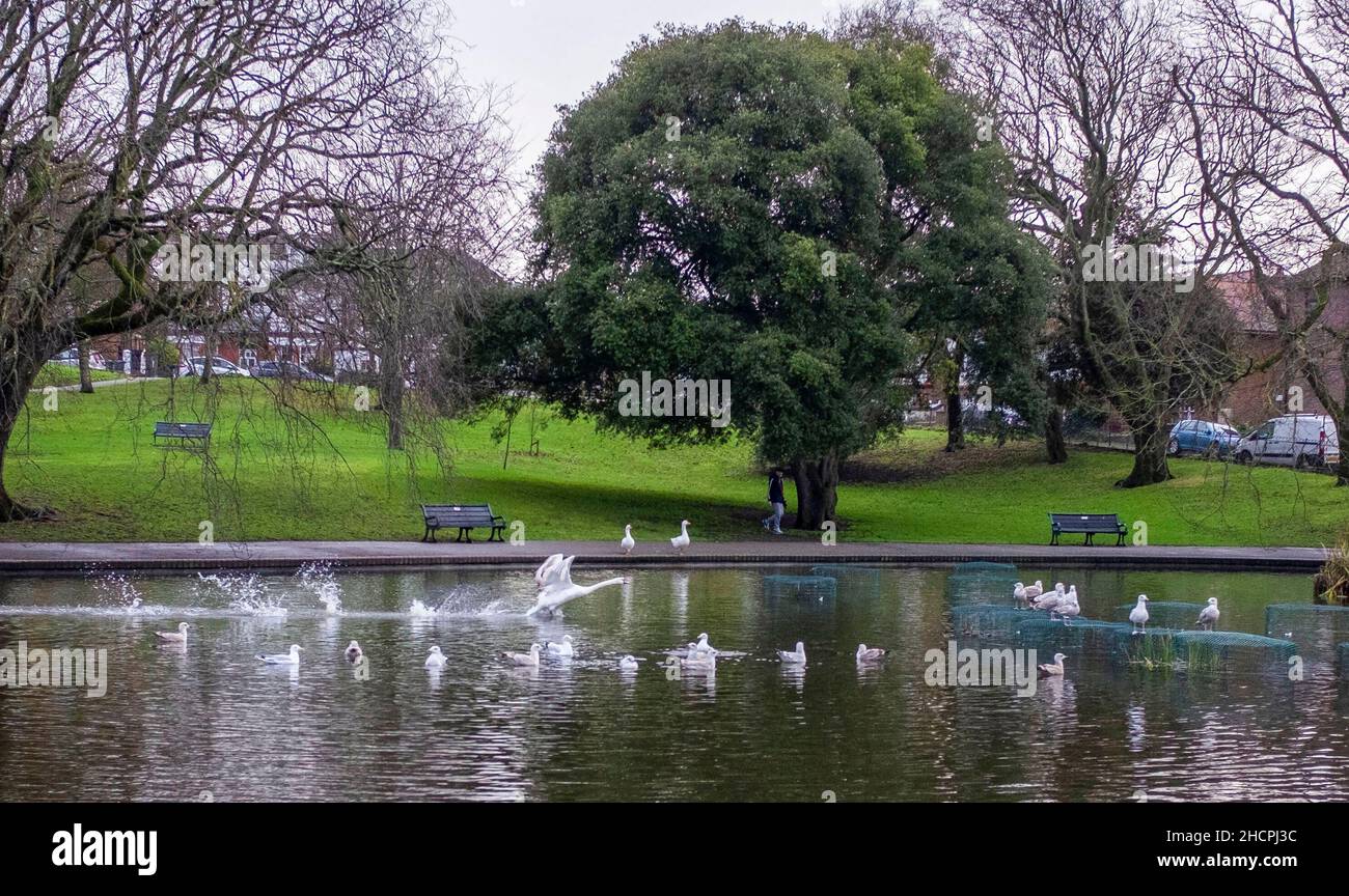 Brighton UK 31st Dicembre 2021 - Un cigno decilla dal Queens Park stagno a Brighton su una mattinata noiosa come estremamente mite ma il tempo overcast è previsto per il nuovo anno in Gran Bretagna: Credit Simon Dack / Alamy Live News Foto Stock