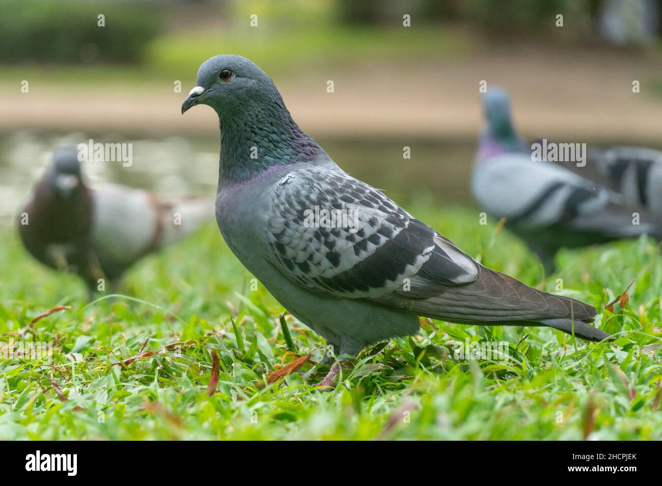 Piccioni colorati che giocano in erba in Thailandia Foto Stock