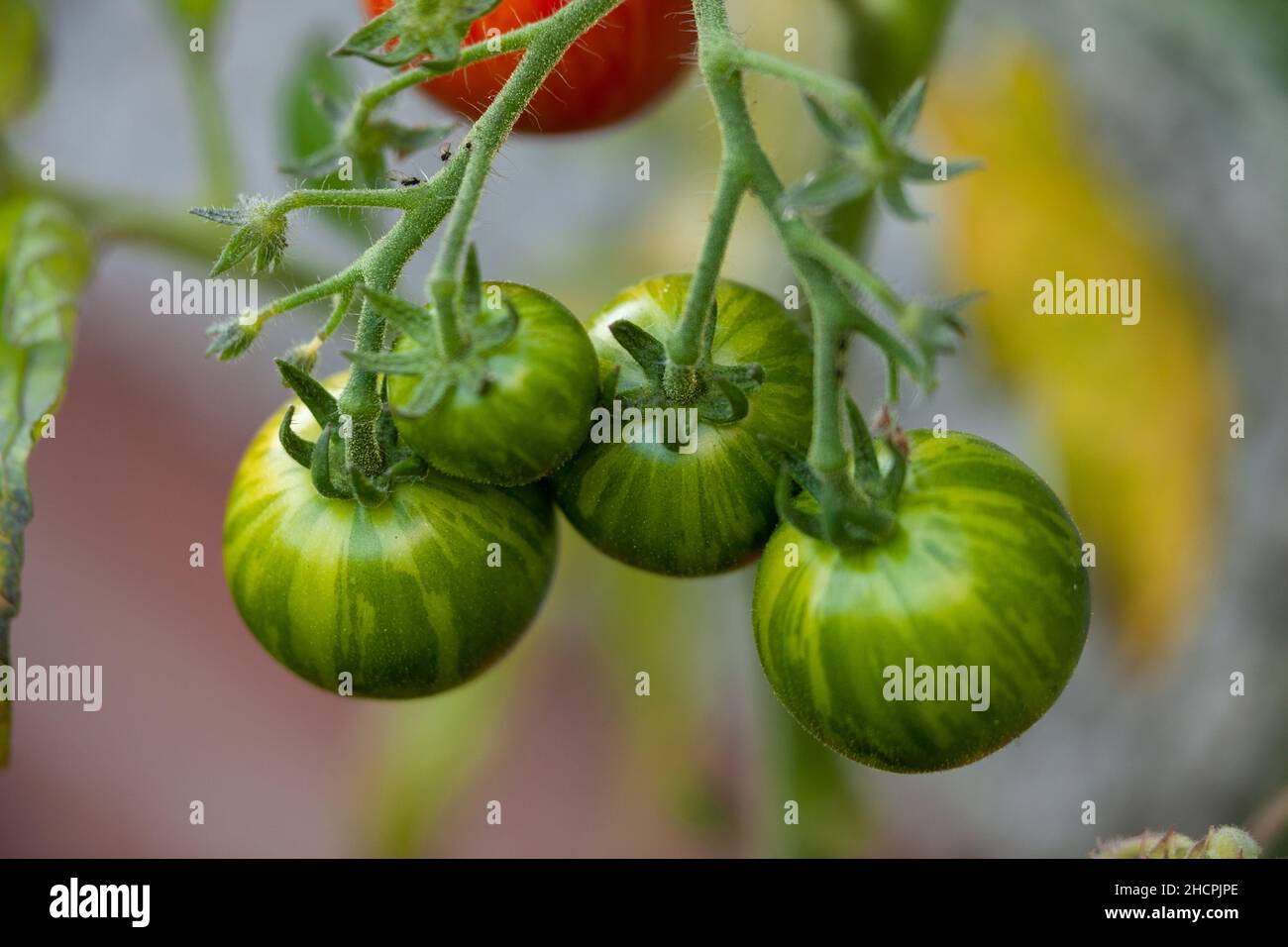 Pomodori a strisce verdi che crescono sulla vite Foto Stock