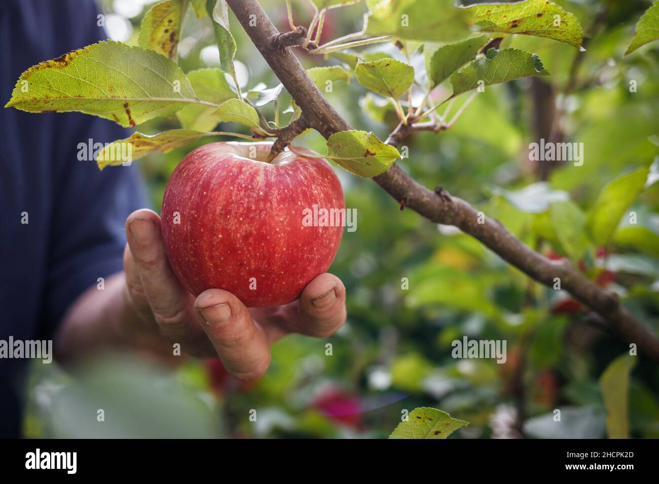 Vecchio agricoltore che raccoglie la mela rossa dall'albero. Raccolta della frutta in giardino biologico Foto Stock