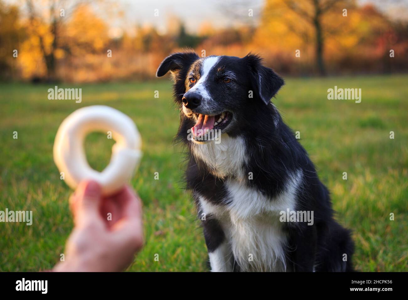 Addestratore animale che dà la ricompensa del trattamento dell'animale domestico al cane dopo l'addestramento di obbedienza. Donna e collie di confine all'aperto Foto Stock