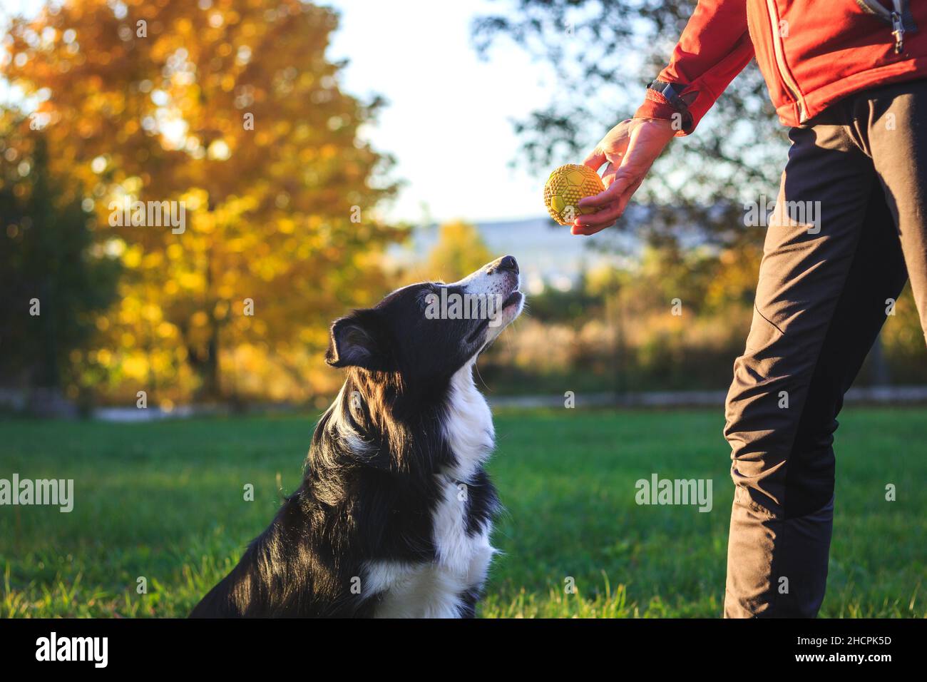Allenatore di animali che gioca con il cane all'aperto. La donna si prepara a lanciare la palla al suo collie di confine nel parco Foto Stock
