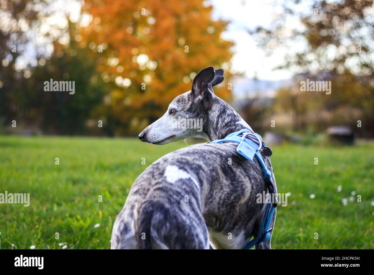Cane Greyhound. Frusta in imbracatura animale all'aperto Foto Stock