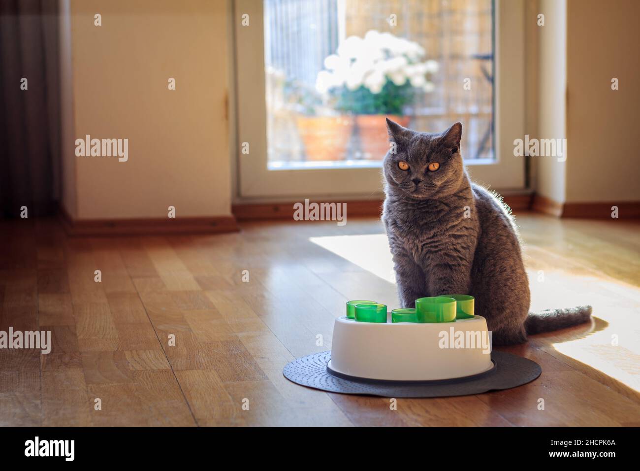 Gatto britannico shorthair con il suo giocattolo gatti in soggiorno Foto Stock