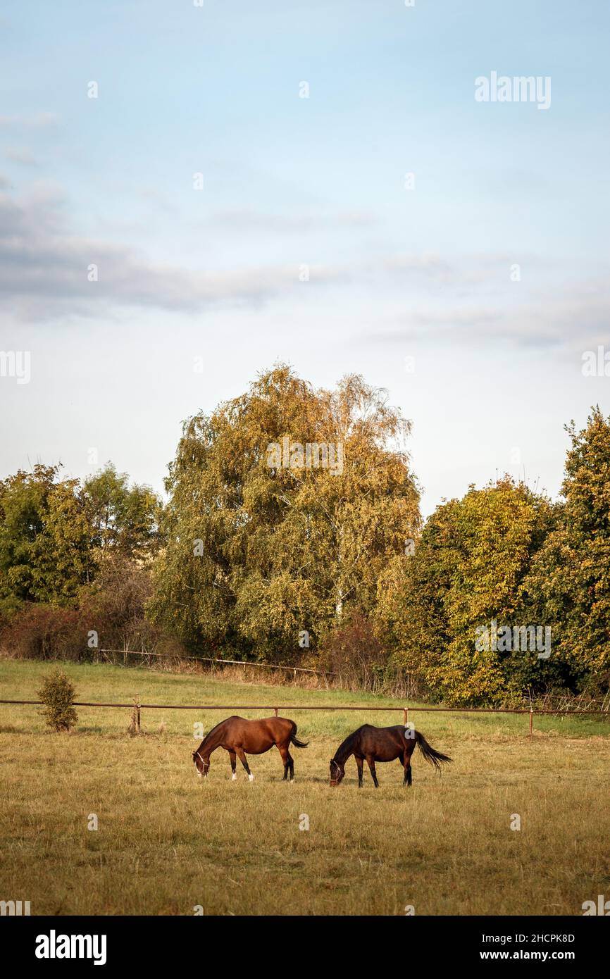 Cavalli su pascolo. Paesaggio rurale. Campagna tranquilla con cavallo di purosangue Foto Stock