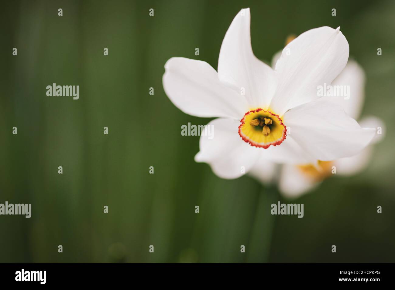 Profondità di campo poco profonda (fuoco selettivo) dettagli con un fiore bianco di narciso (Narcissus) in una giornata di primavera soleggiata. Foto Stock