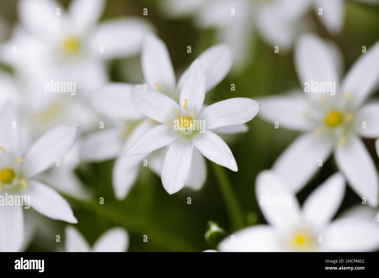 Profondità di campo poco profonda (fuoco selettivo) dettagli ninfea pioggia bianca fiori (Zephyranthes candida, autunno giglio zephyr, vento bianco). Foto Stock