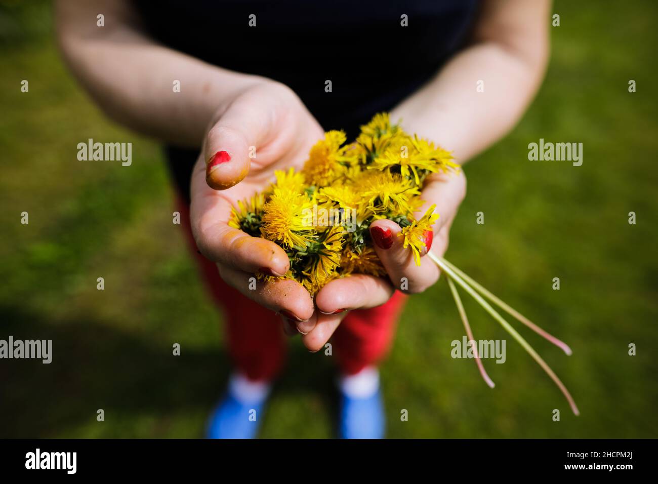 Profondità di campo poco profonda (fuoco selettivo) dettagli con le mani di una donna anziana che tiene fiori di dente di leone (Taraxacum) durante una giornata di primavera soleggiata. Foto Stock