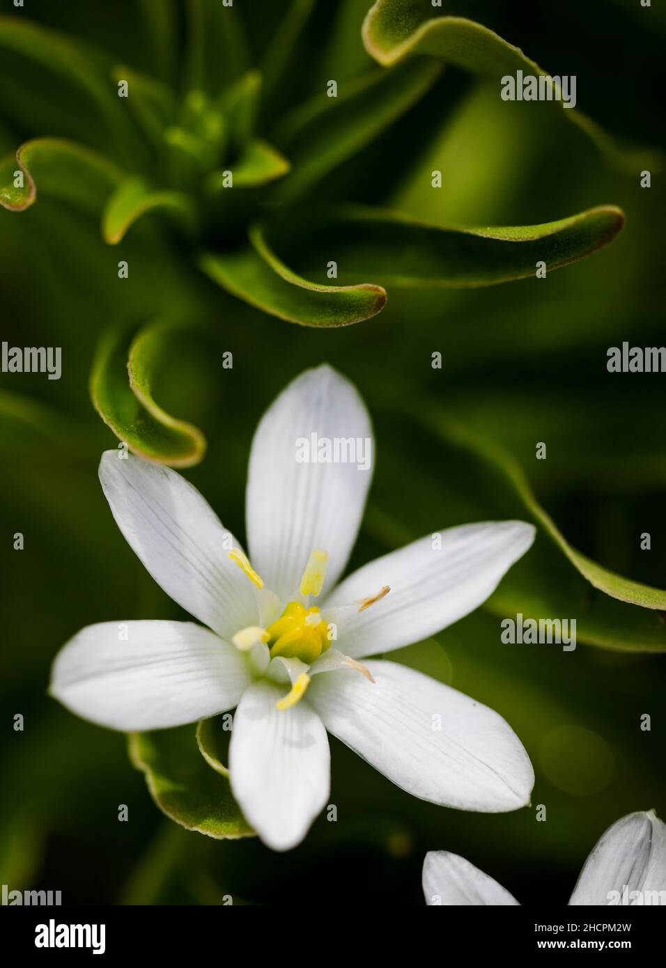 Profondità di campo poco profonda (fuoco selettivo) dettagli ninfea pioggia bianca fiori (Zephyranthes candida, autunno giglio zephyr, vento bianco). Foto Stock