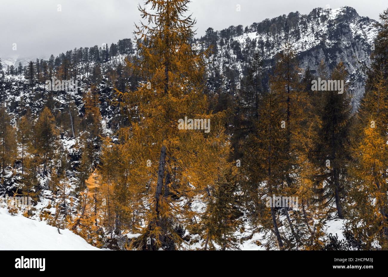 Boschi sotto le montagne durante il cambiamento di stagione autunno-inverno nelle Alpi Giulie in Slovenia Foto Stock