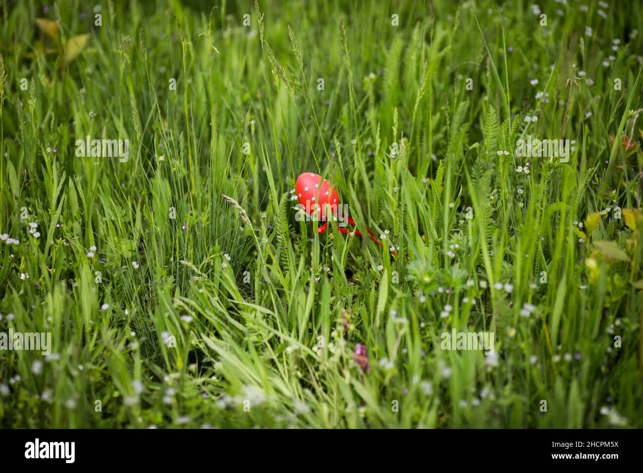 Profondità di campo poco profonda (fuoco selettivo) dettagli con un uovo di pasqua rosso in erba durante una giornata di primavera soleggiata. Foto Stock